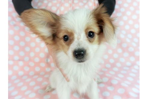 成約済の千葉県のパピヨン-82851の6枚目