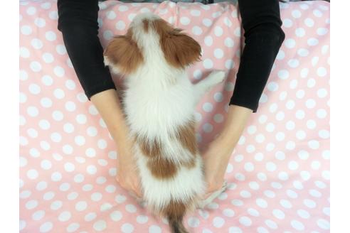 成約済の千葉県のパピヨン-82851の5枚目