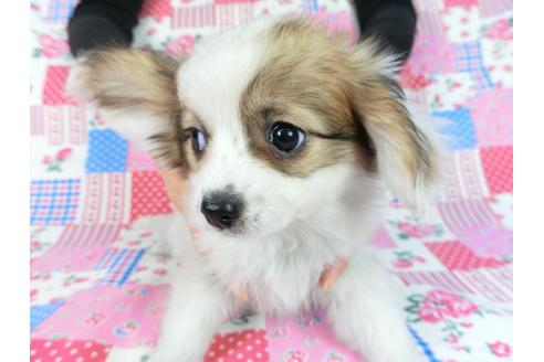 成約済の千葉県のパピヨン-82848の1枚目