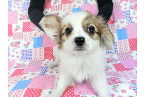 成約済の千葉県のパピヨン-82848の4枚目