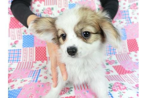 成約済の千葉県のパピヨン-82848の3枚目