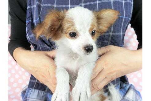 成約済の千葉県のパピヨン-82055