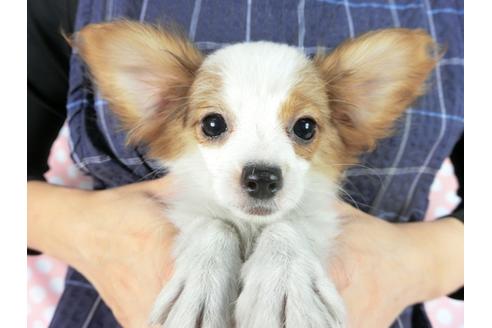 成約済の千葉県のパピヨン-82055の4枚目