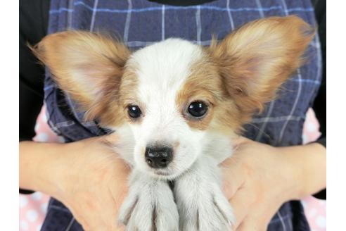 成約済の千葉県のパピヨン-82055の3枚目