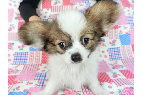 成約済の千葉県のパピヨン-82845の1枚目