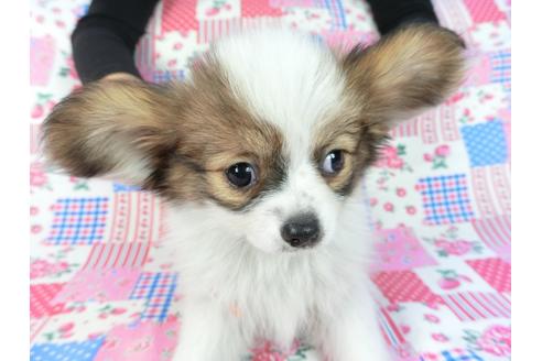 成約済の千葉県のパピヨン-82845の4枚目