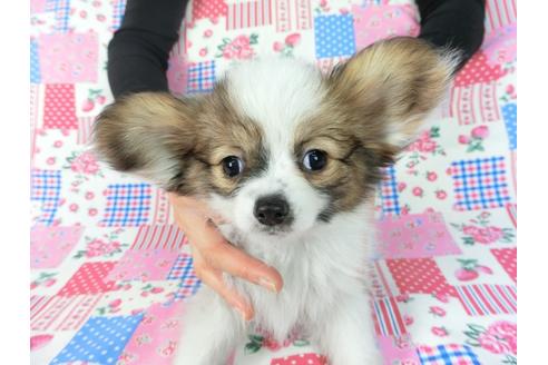 成約済の千葉県のパピヨン-82845の3枚目