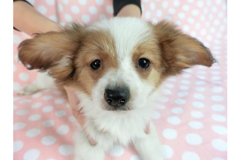 成約済の千葉県のパピヨン-82858