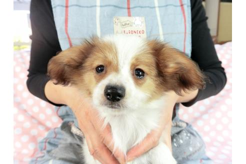 成約済の千葉県のパピヨン-82858の3枚目