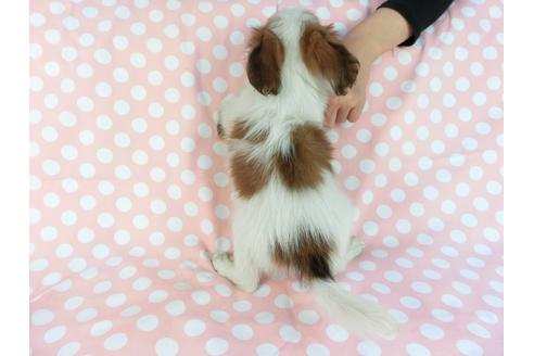 成約済の千葉県のパピヨン-82858の2枚目