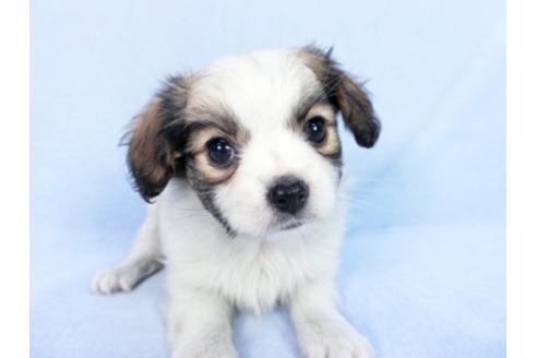 成約済の千葉県のパピヨン-83729の8枚目