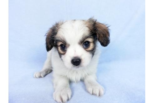 成約済の千葉県のパピヨン-83729の7枚目