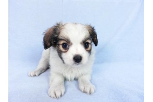 成約済の千葉県のパピヨン-83729の6枚目