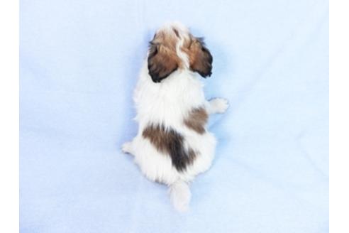 成約済の千葉県のパピヨン-83729の5枚目