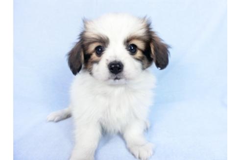 成約済の千葉県のパピヨン-83731の8枚目