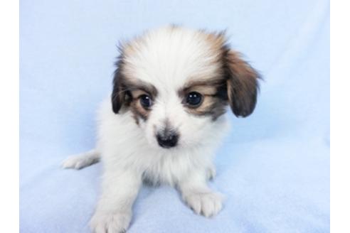 成約済の千葉県のパピヨン-83731の7枚目