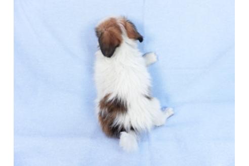 成約済の千葉県のパピヨン-83731の5枚目