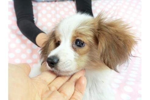 成約済の千葉県のパピヨン-83355の1枚目