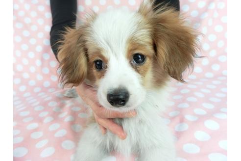 成約済の千葉県のパピヨン-83355の4枚目