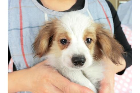 成約済の千葉県のパピヨン-83355の3枚目