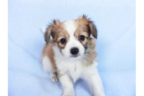 成約済の千葉県のパピヨン-83732の8枚目