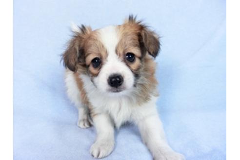 成約済の千葉県のパピヨン-83732の7枚目