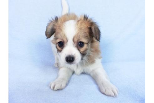 成約済の千葉県のパピヨン-83732の6枚目