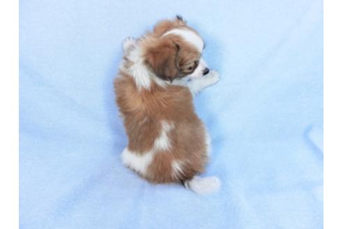 成約済の千葉県のパピヨン-83732の5枚目