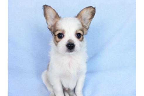 成約済の千葉県のパピヨン-83733の8枚目