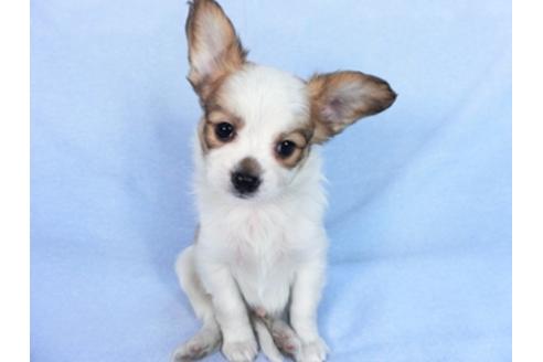 成約済の千葉県のパピヨン-83733の7枚目