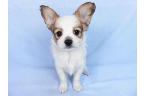 成約済の千葉県のパピヨン-83733の6枚目