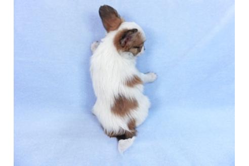 成約済の千葉県のパピヨン-83733の5枚目