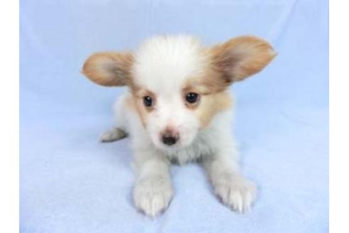 成約済の千葉県のパピヨン-83734の8枚目