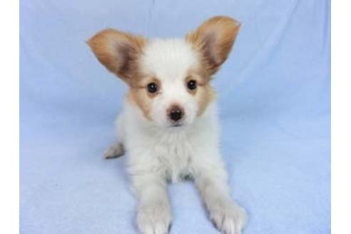 成約済の千葉県のパピヨン-83734の7枚目