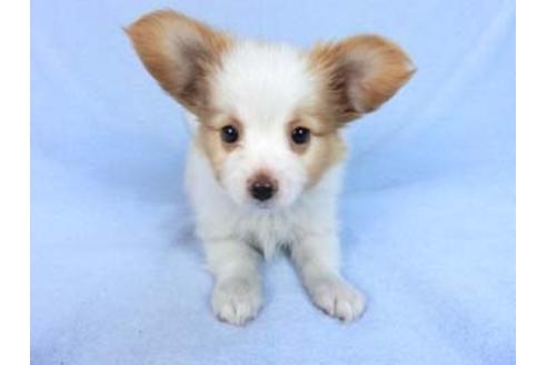 成約済の千葉県のパピヨン-83734の6枚目