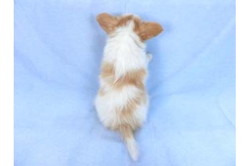 成約済の千葉県のパピヨン-83734の5枚目