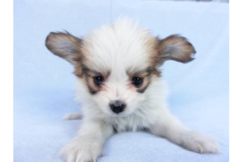 成約済の千葉県のパピヨン-83737の1枚目