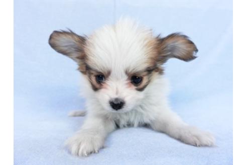 成約済の千葉県のパピヨン-83737の4枚目