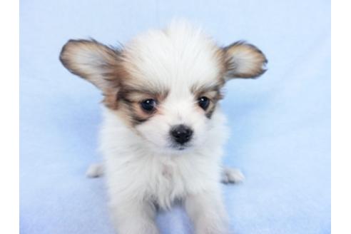 成約済の千葉県のパピヨン-83737の3枚目