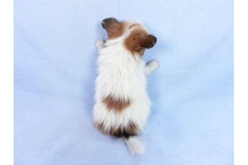 成約済の千葉県のパピヨン-83737の2枚目