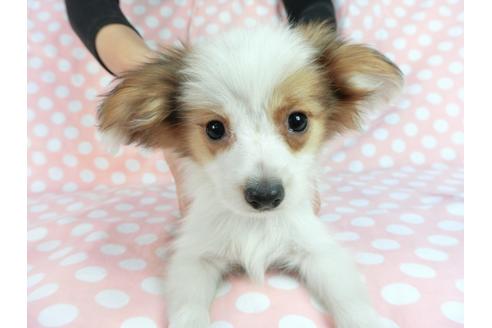 成約済の千葉県のパピヨン-82856の1枚目