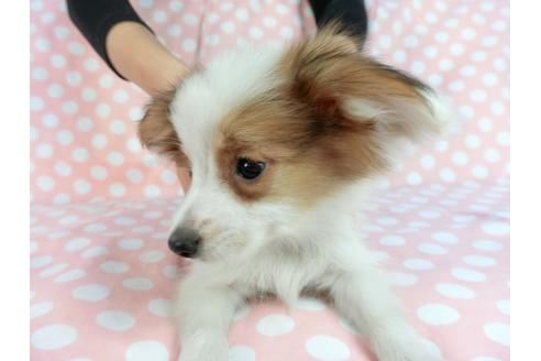 成約済の千葉県のパピヨン-82856の4枚目