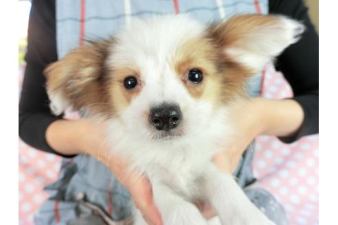 成約済の千葉県のパピヨン-82856の3枚目