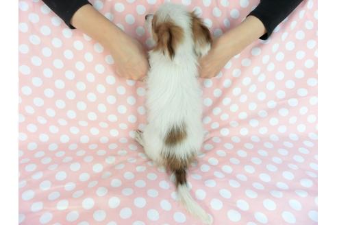 成約済の千葉県のパピヨン-82856の2枚目