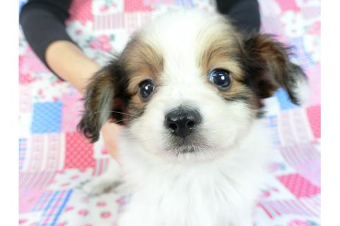 成約済の千葉県のパピヨン-85091の1枚目