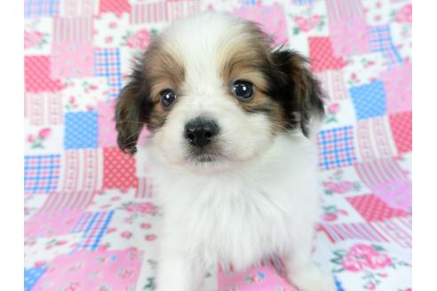 成約済の千葉県のパピヨン-85091の4枚目