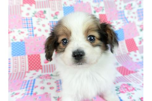 成約済の千葉県のパピヨン-85091の3枚目