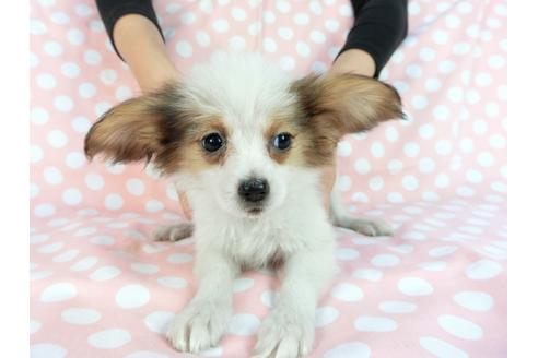 成約済の千葉県のパピヨン-85093の1枚目