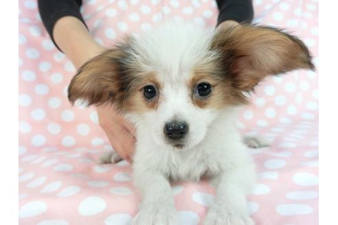 成約済の千葉県のパピヨン-85093の4枚目