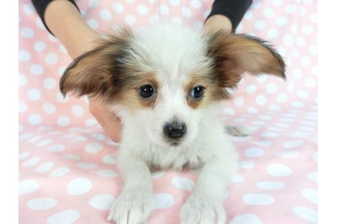 成約済の千葉県のパピヨン-85093の3枚目